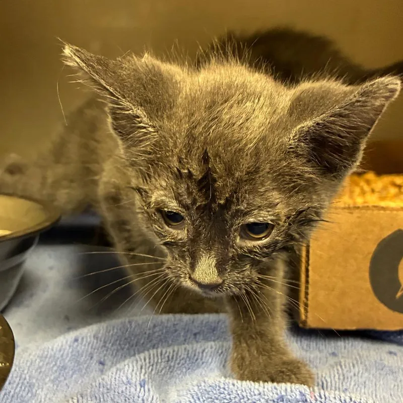 A baby small-sized female Gray / Blue / Silver Domestic Short Hair cat named Kyoshi for adoption in Yuma, AZ