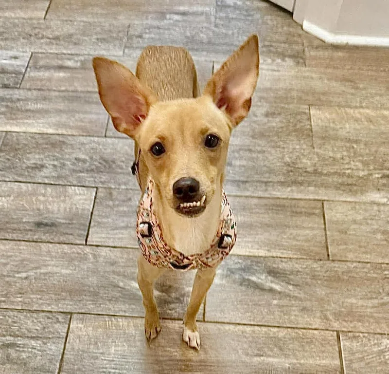 A young small-sized female Yellow / Tan / Blond / Fawn Whippet dog named Lala for adoption in Austin, TX