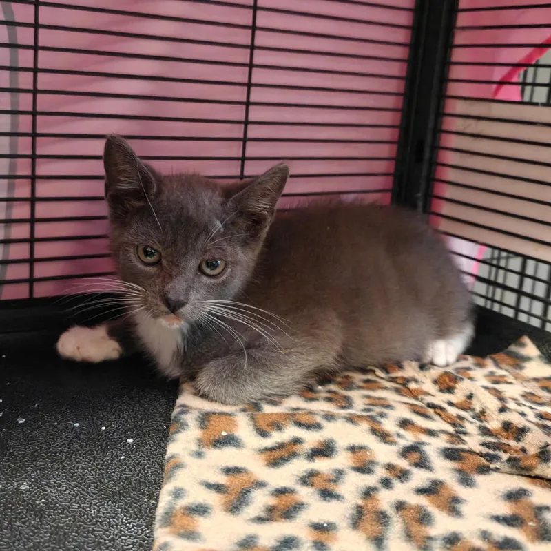 A baby small-sized male Gray / Blue / Silver Domestic Medium Hair cat named Lee for adoption in New Orleans, LA