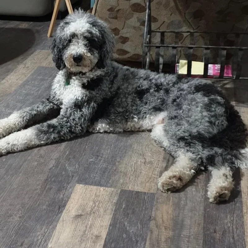 An adult medium-sized male Gray / Blue / Silver Standard Poodle dog named Rusty for adoption in Gulfport, MS