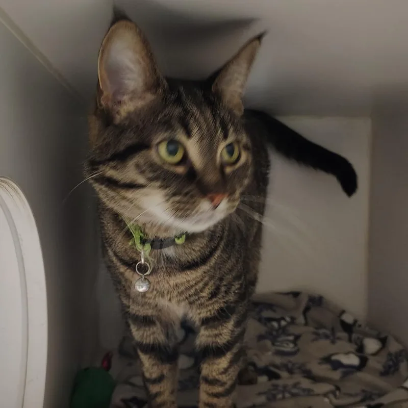 An adult medium-sized female Brown / Chocolate Domestic Short Hair cat named Trixie Mattel for adoption in Dearborn, MI