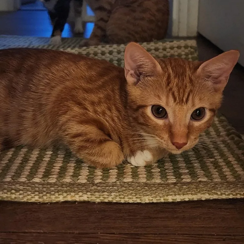 A baby small-sized male Calico Domestic Short Hair cat named Marmalade & Tigger BONDED for adoption in Boca Raton, FL