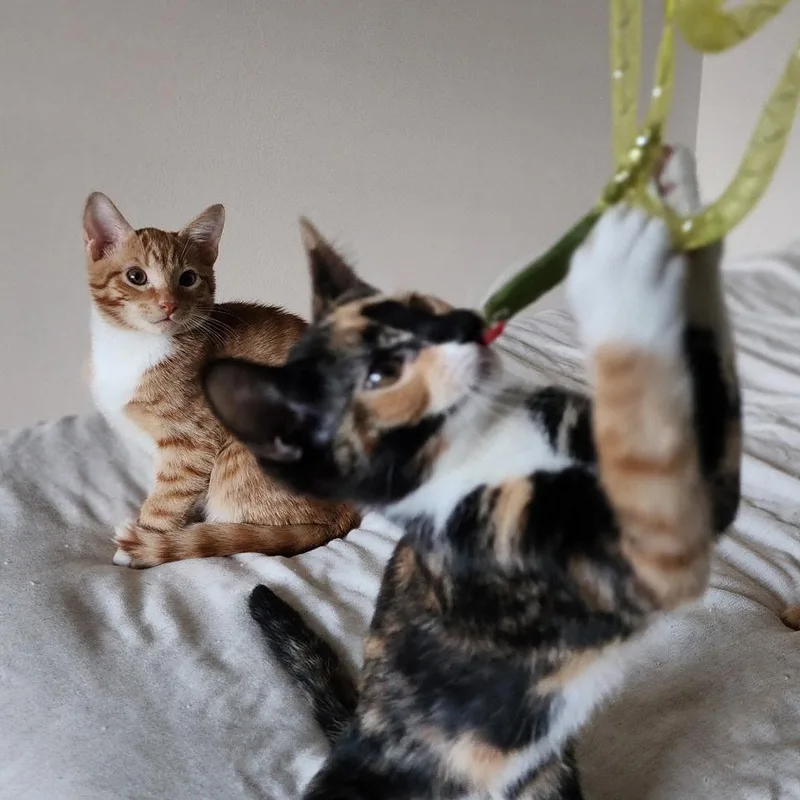Marmalade & Tigger BONDED thumbnail 2