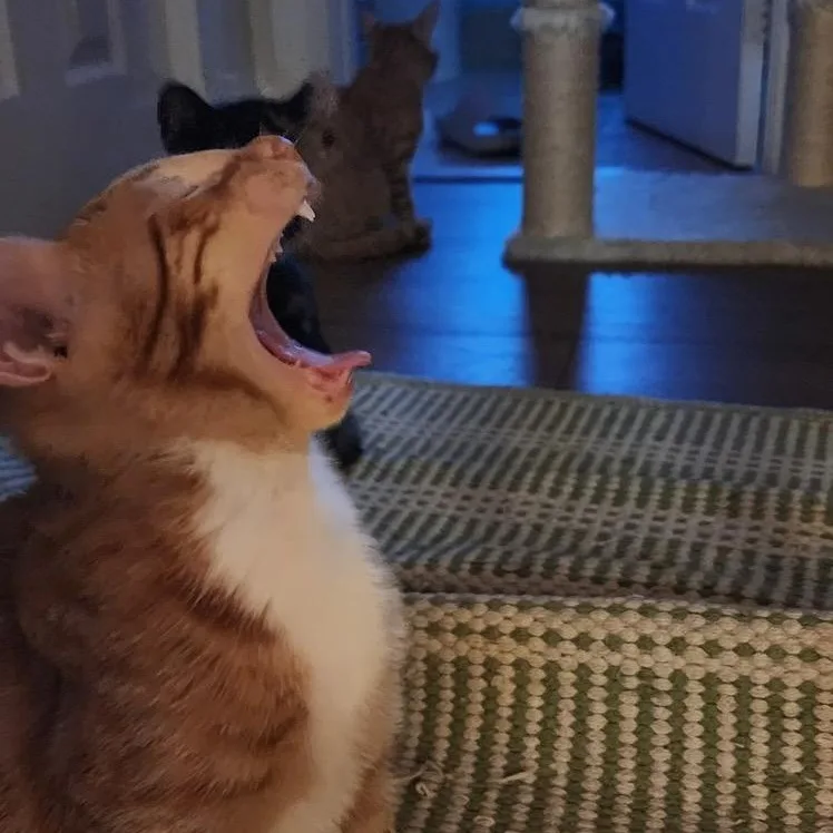 Marmalade & Tigger BONDED thumbnail 4