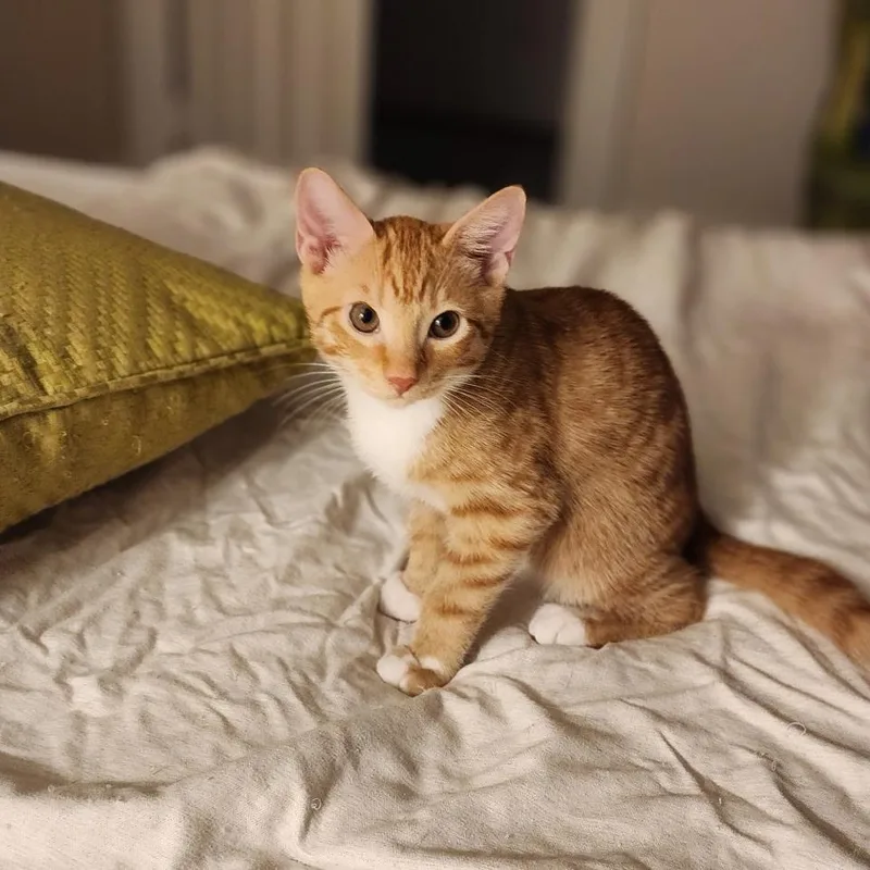 Marmalade & Tigger BONDED thumbnail 6