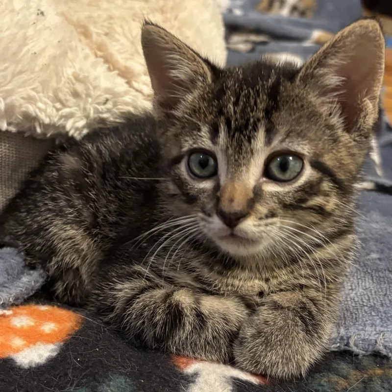 A baby small-sized female Tabby (Buff / Tan / Fawn) Domestic Short Hair cat named Pimento for adoption in Bentonville, AR