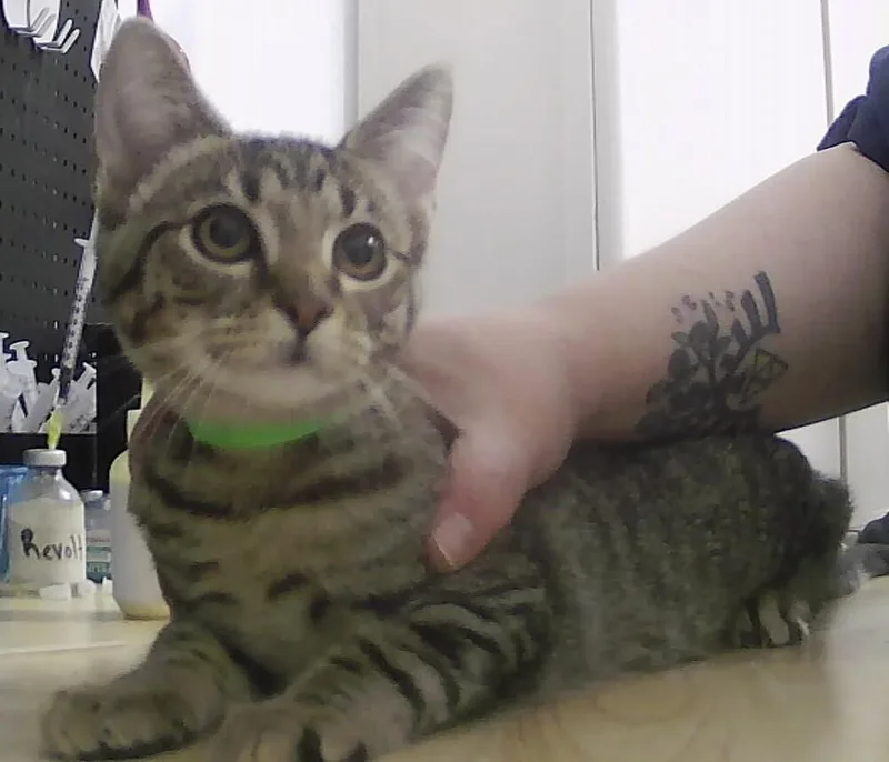 A baby small-sized male Tabby (Brown / Chocolate) Domestic Short Hair cat named Ian for adoption in Anoka, MN
