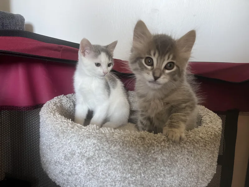 A baby small-sized female Gray & White Domestic Short Hair cat named Chini for adoption in Hollister, CA