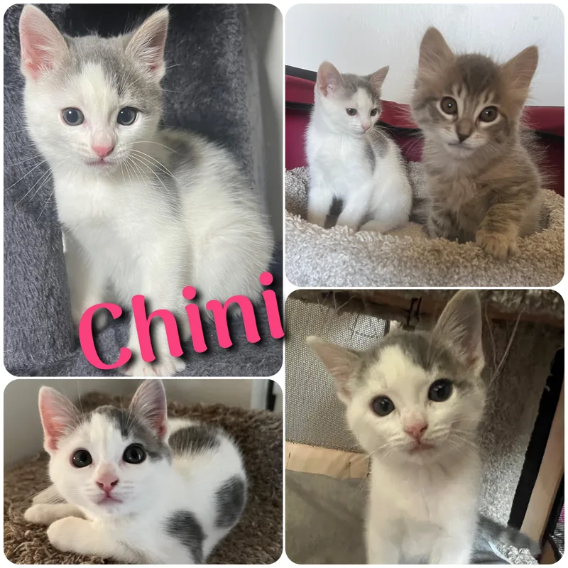 Chini thumbnail 3