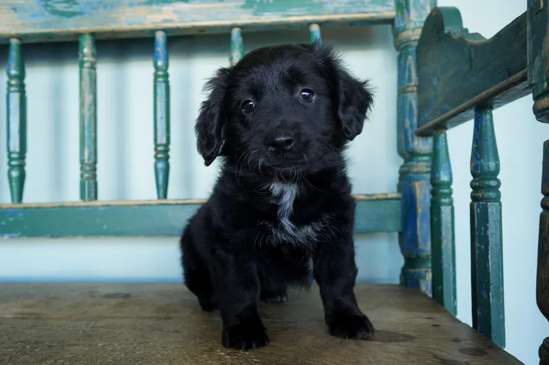 A baby medium-sized female Black Chihuahua dog named Mirabel for adoption in San Antonio, TX