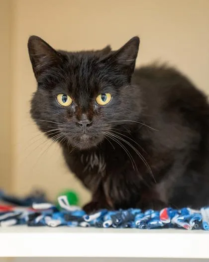 An adult medium-sized female Domestic Short Hair cat named Nightwing for adoption in Pequot Lakes, MN
