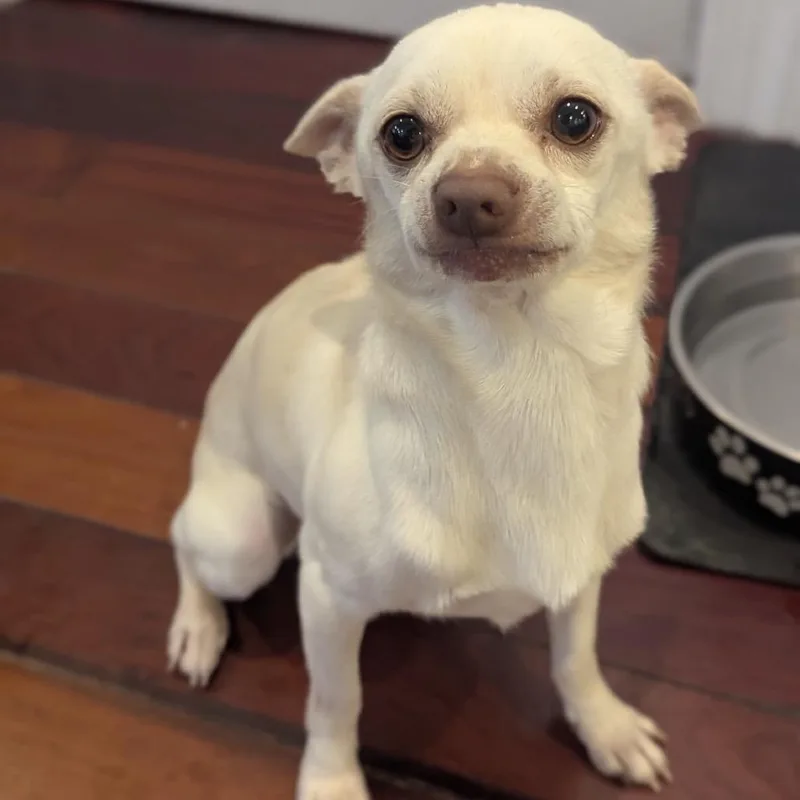 An adult small-sized male Yellow / Tan / Blond / Fawn Chihuahua dog named Crouton for adoption in Oak Park, IL