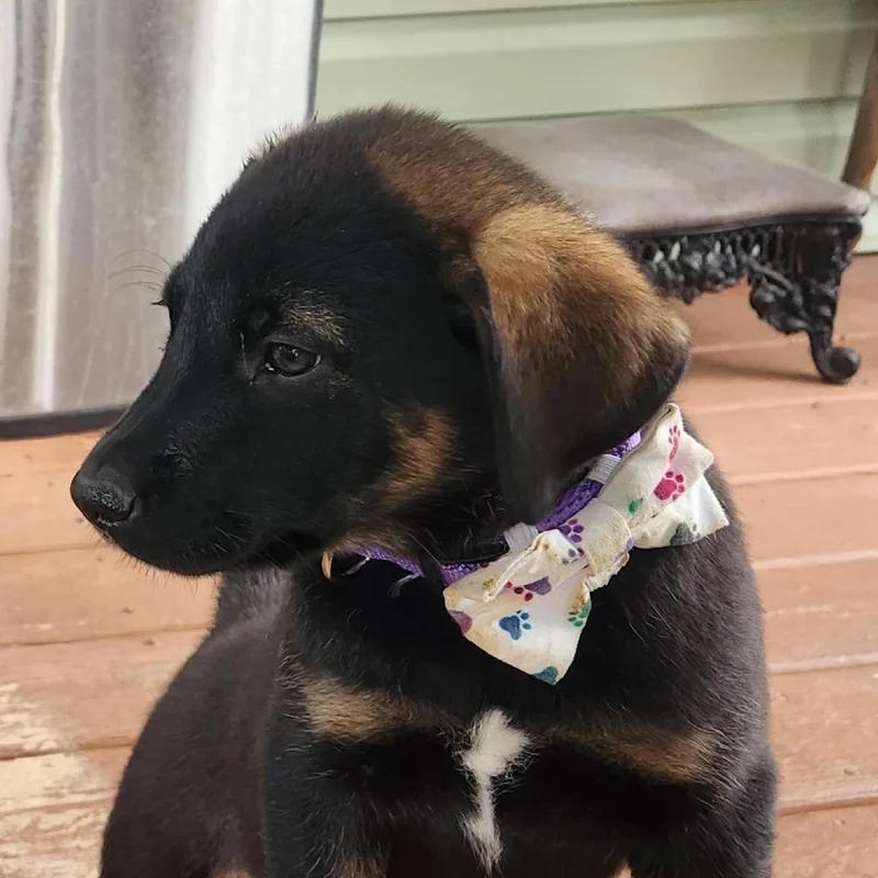 A baby medium-sized female Black Shepherd dog named Janice Joplin for adoption in Joliet, IL