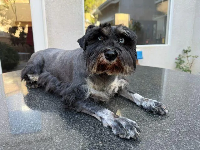 An adult small-sized female Schnauzer dog named Shay for adoption in Canoga Park, CA
