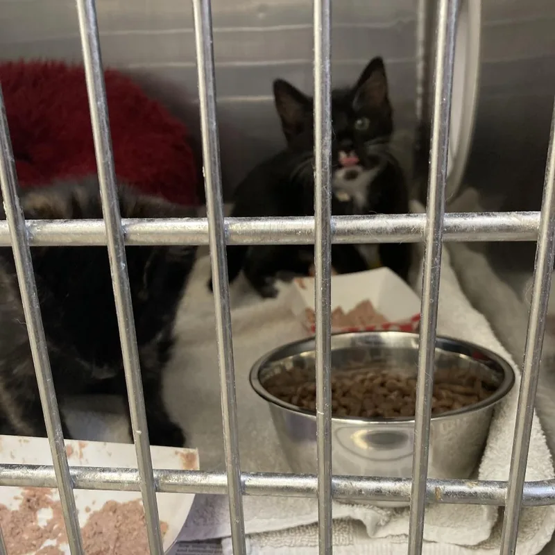 A baby small-sized female Calico Domestic Short Hair cat named Cassie for adoption in Long Beach, CA