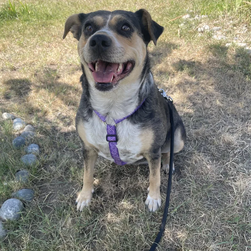 An adult large-sized female Tricolor (Brown, Black, & White) Catahoula Leopard Dog dog named Sage for adoption in Colville , WA