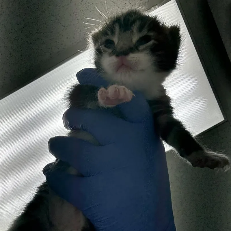 A baby small-sized female Gray / Blue / Silver Domestic Short Hair cat named Tres for adoption in Philadelphia, PA