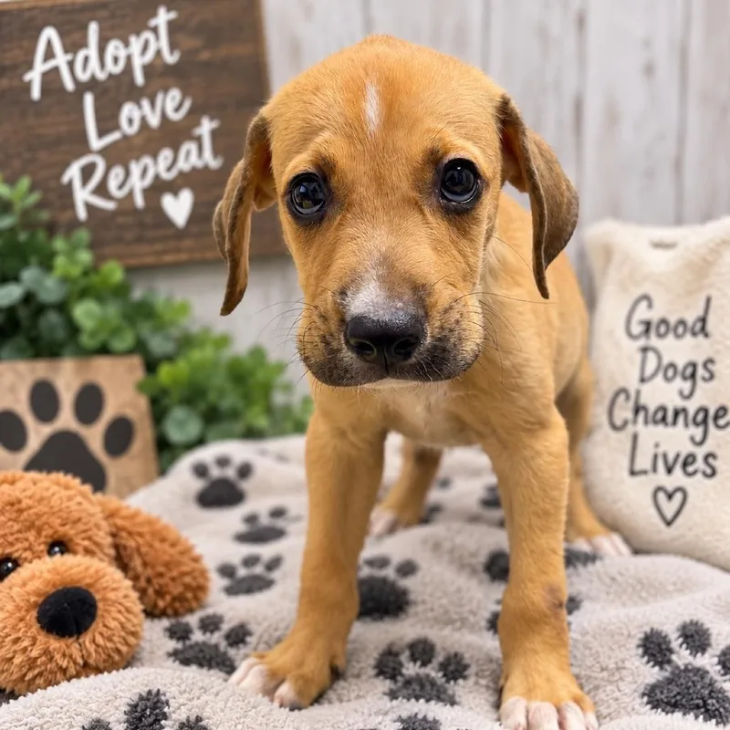 A baby medium-sized male Red / Chestnut / Orange Coonhound dog named Keith  Local October for adoption in Brookshire, TX