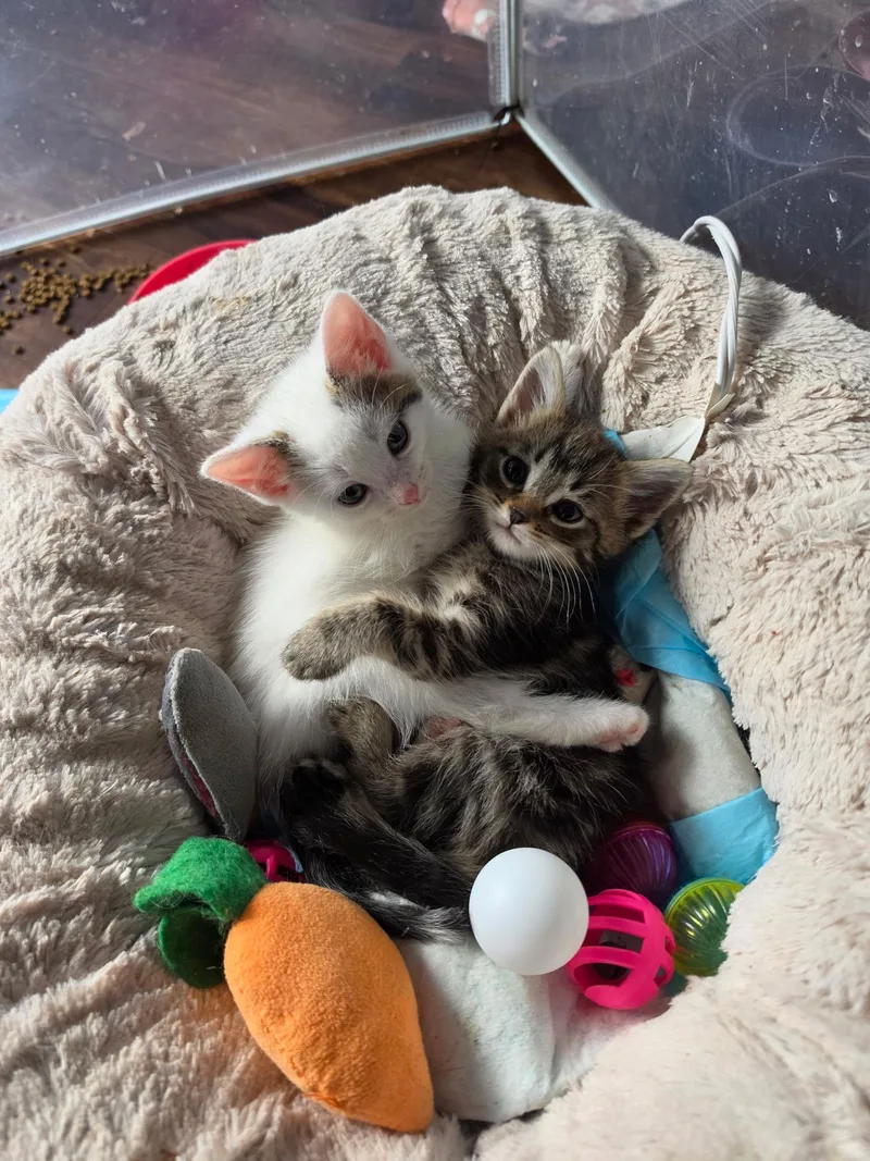 A baby small-sized female White Domestic Short Hair cat named Levi Ann for adoption in Indianapolis, IN