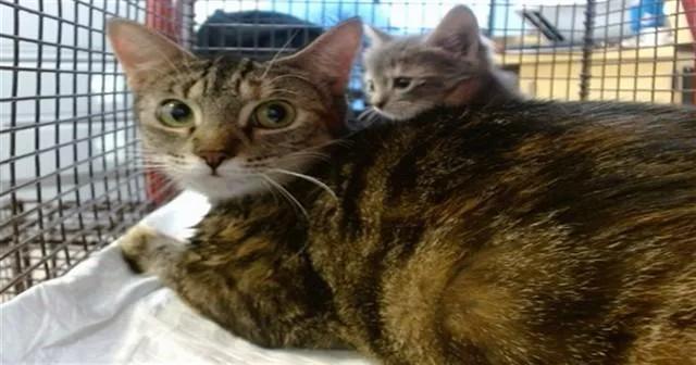 A young small-sized female Domestic Short Hair cat named Mace for adoption in Miami, FL