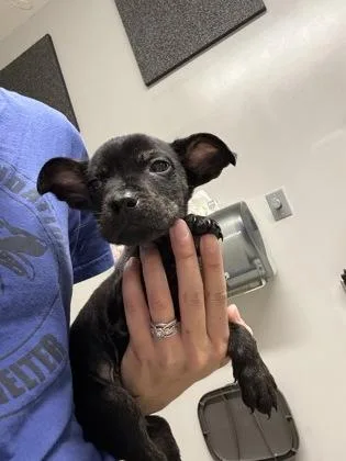 A baby small-sized male Pit Bull Terrier dog named Appollo for adoption in Pequot Lakes, MN
