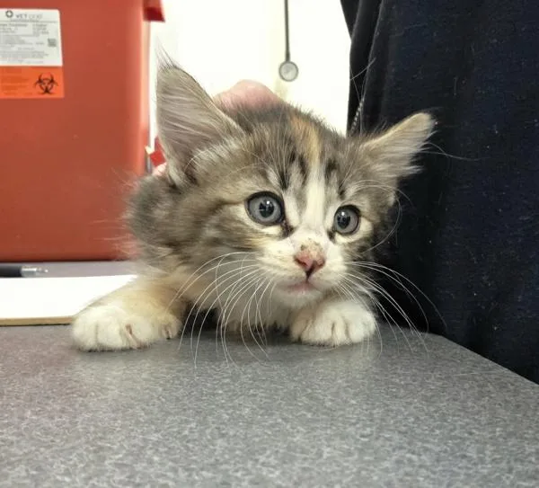 A baby small-sized female Domestic Medium Hair cat named Dottie for adoption in Kennewick, WA