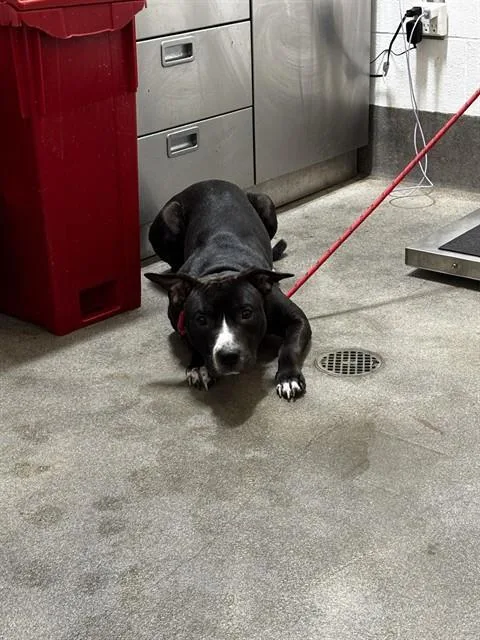 A young medium-sized male Pit Bull Terrier dog named Petey for adoption in Upper Marlboro, MD