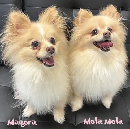 An adult small-sized female Pomeranian dog named Magora for adoption in Mason, MI