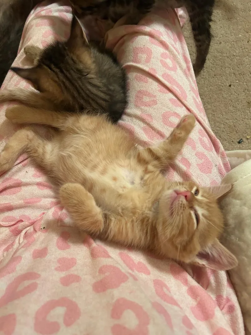 A baby large-sized male Orange / Red Tabby cat named Wesley for adoption in Lambertville, NJ