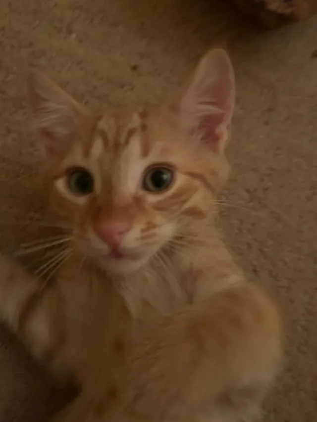 Wesley thumbnail 2
