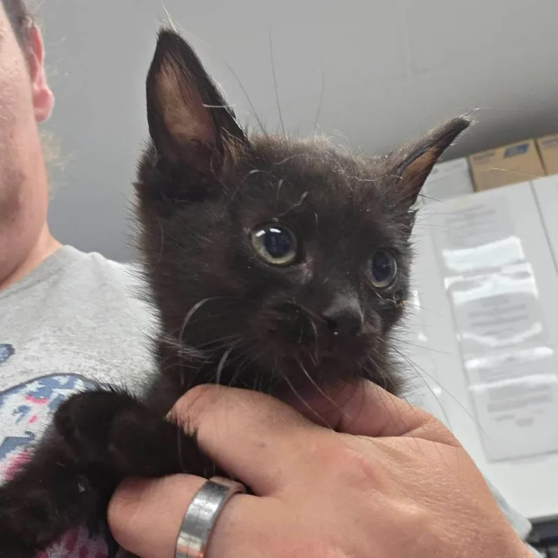 A baby small-sized male Black Domestic Short Hair cat named Andy Griffith for adoption in Martinsville, VA
