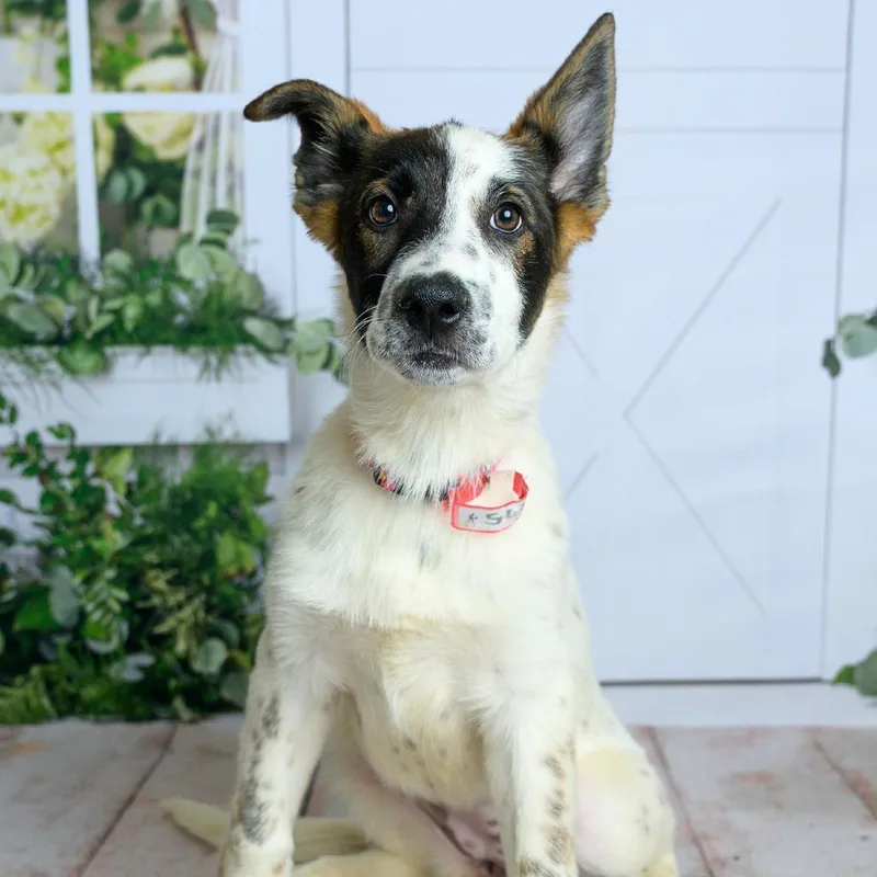 A baby small-sized female Australian Cattle Dog / Blue Heeler dog named Robyn for adoption in Parker, CO