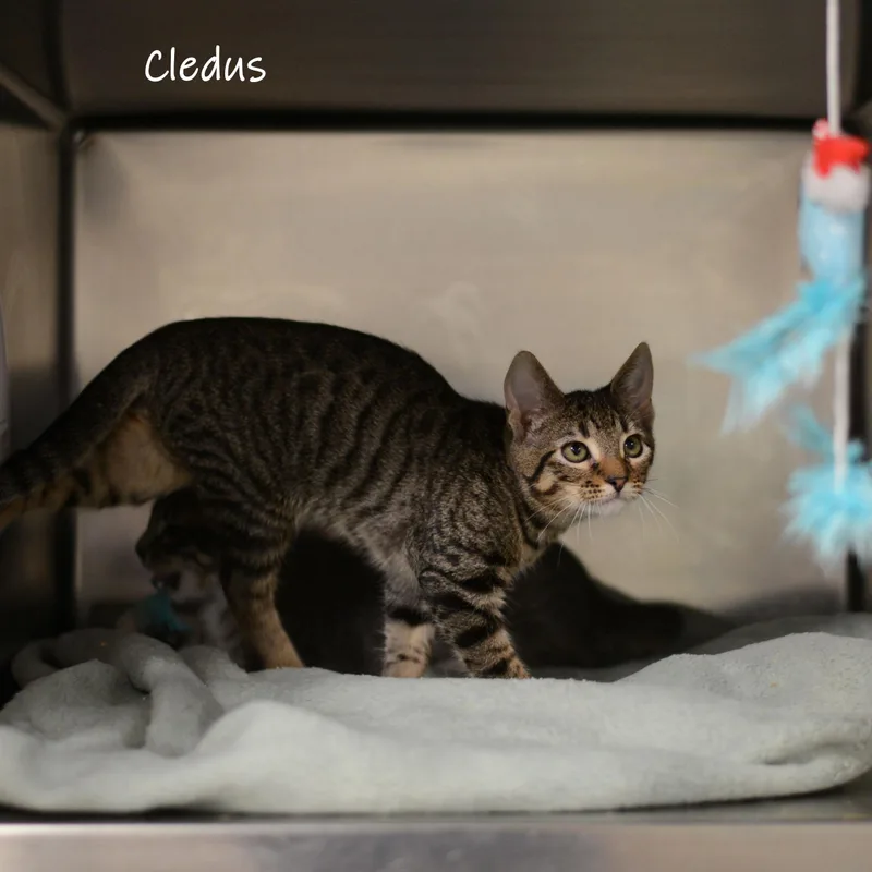 Cledus