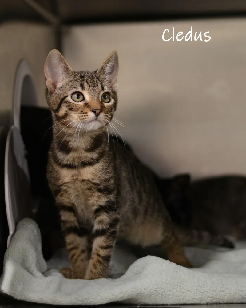 Cledus thumbnail 2