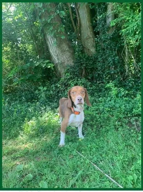 Opie