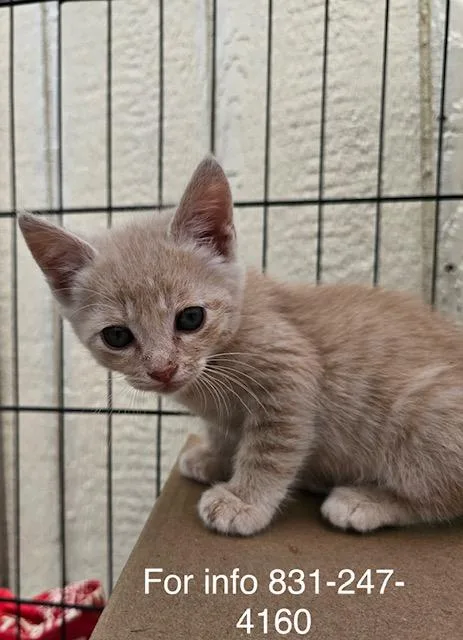 A baby medium-sized male Buff / Tan / Fawn Domestic Short Hair cat named Sunsera for adoption in Santa Cruz, CA