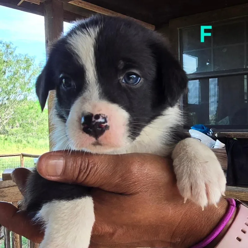 A baby medium-sized female Black Labrador Retriever dog named Shayla for adoption in Floresville, TX