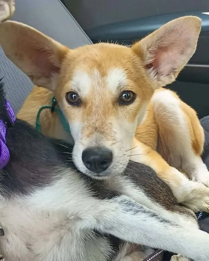 A baby medium-sized male Mixed Breed dog named Sable for adoption in Highland, NY