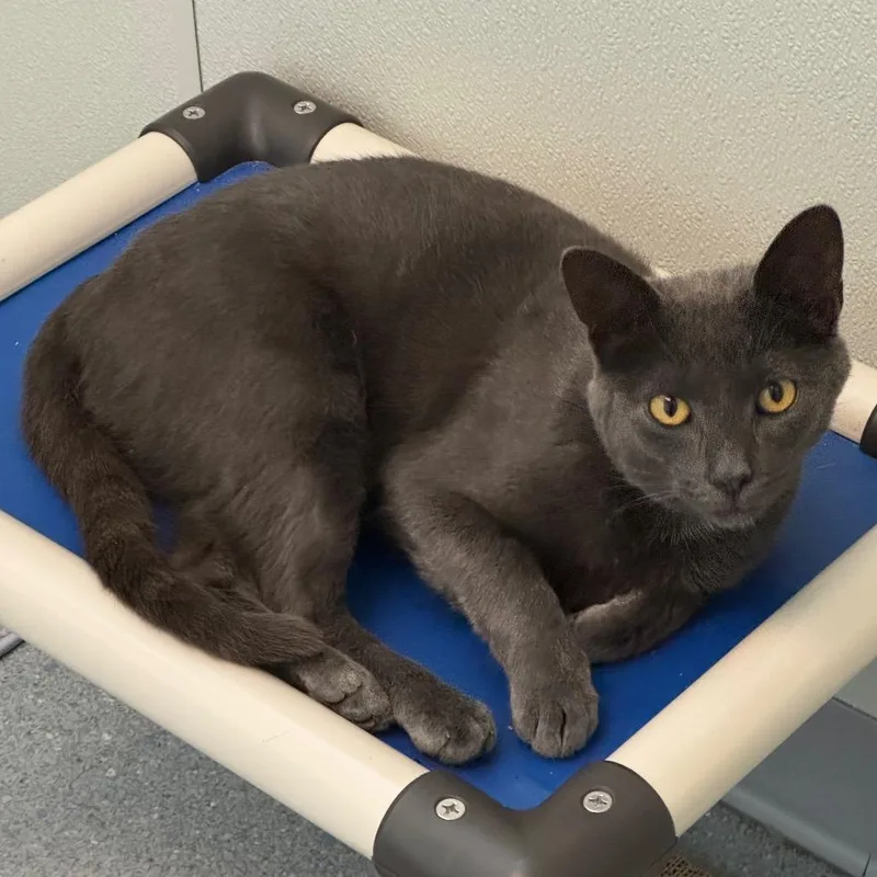 An adult medium-sized male Domestic Short Hair cat named Elliott for adoption in Carrollton, OH