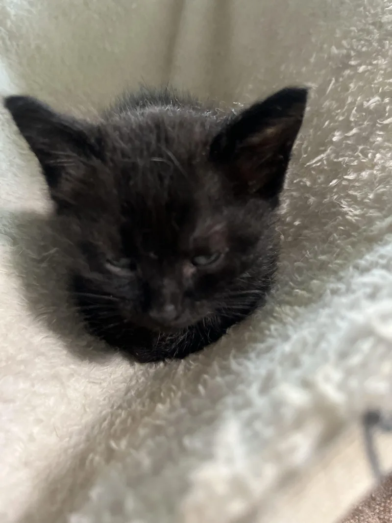 A baby small-sized female Black Bombay cat named Minnie for adoption in Paulina, LA