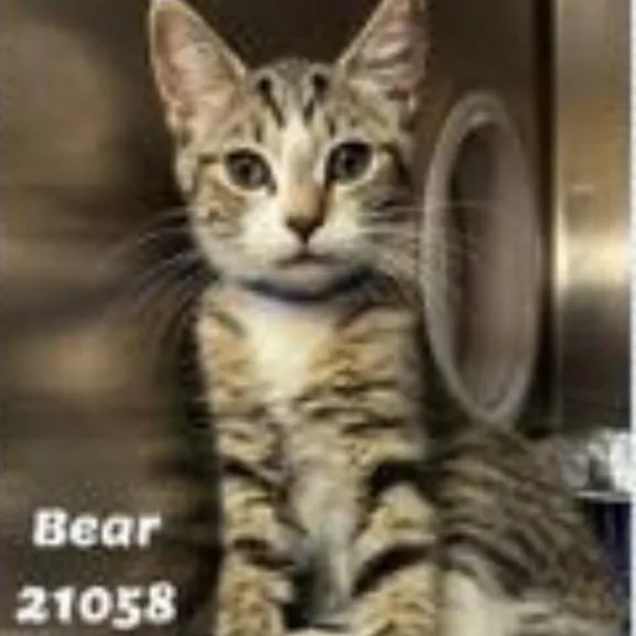 A baby small-sized male Domestic Short Hair cat named Bear for adoption in Cumming, GA