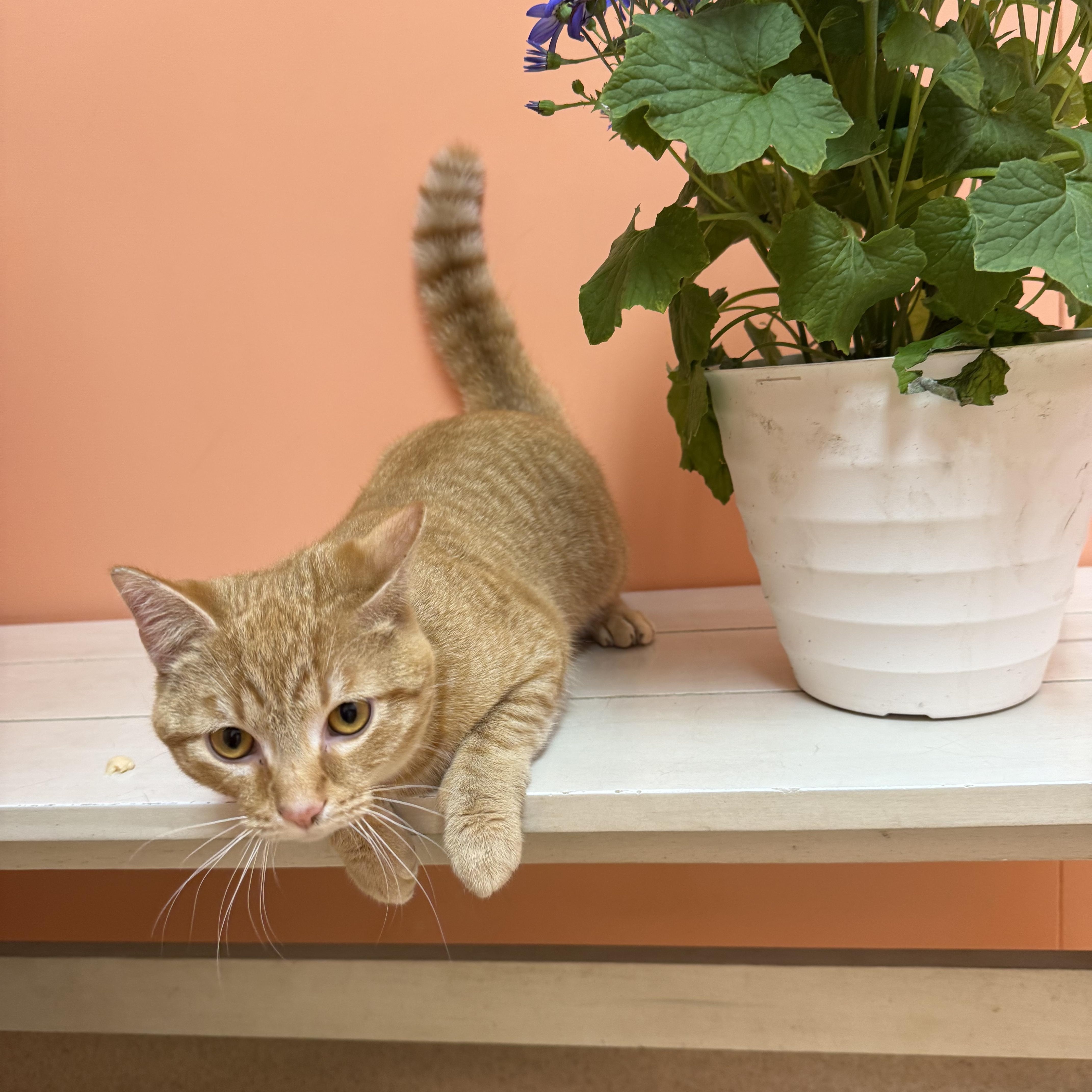 A young medium-sized male Orange / Red Domestic Short Hair cat named Cinnamon Toast Crunch for adoption in Reynoldsburg, OH