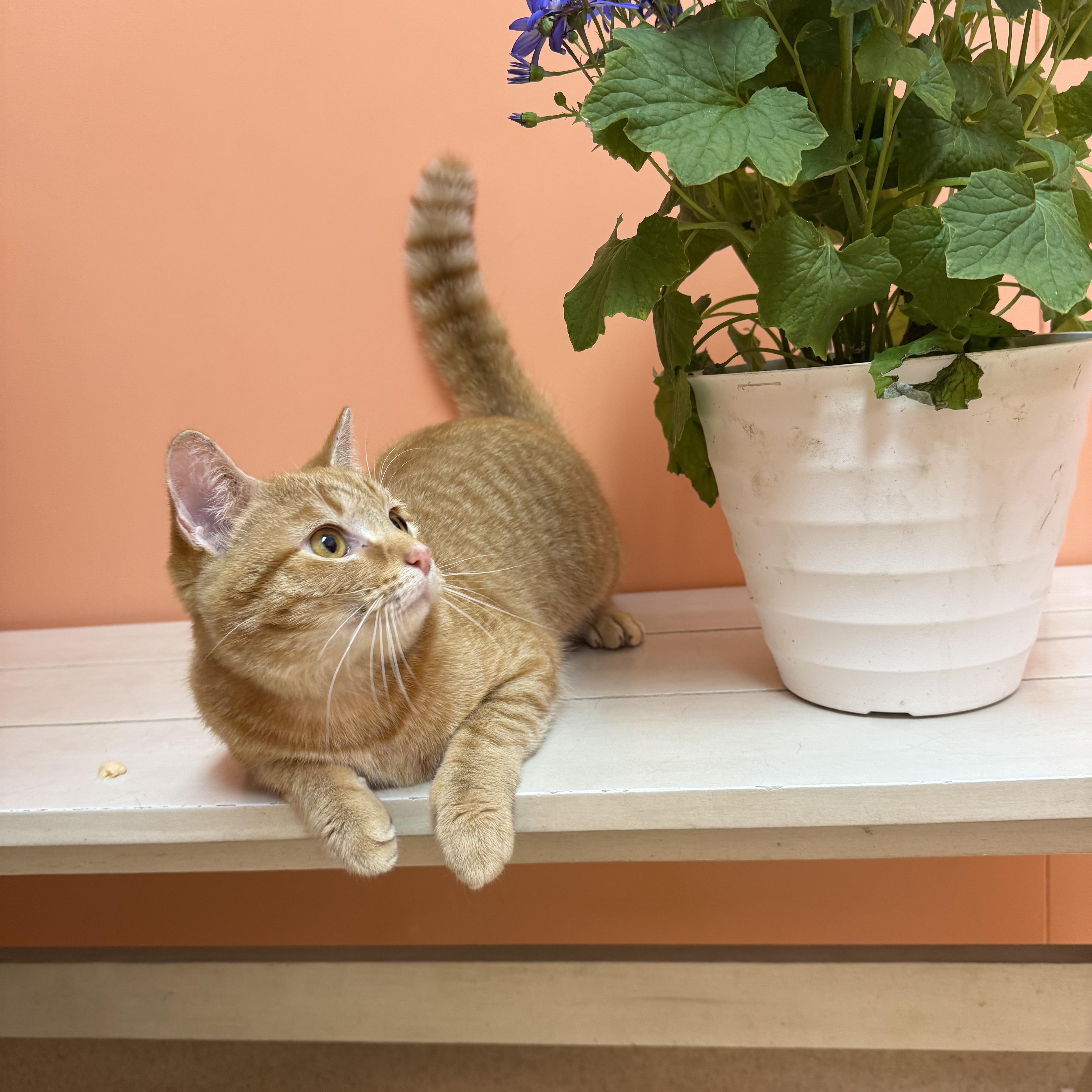 Cinnamon Toast Crunch thumbnail 2