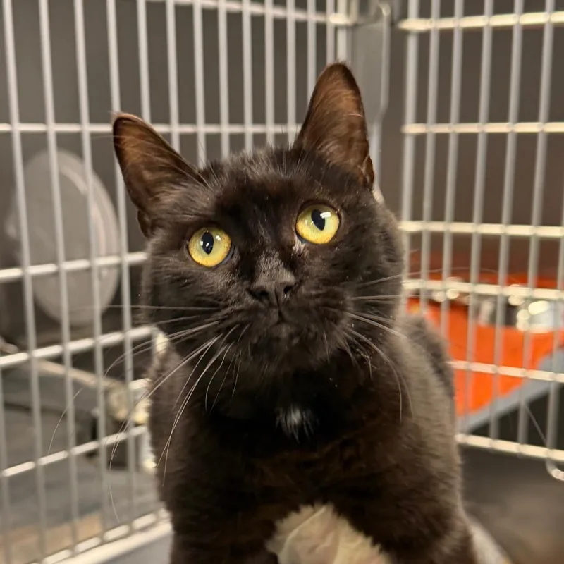 A young medium-sized female Black Domestic Short Hair cat named Fizzle Bizz for adoption in Martinsville, VA