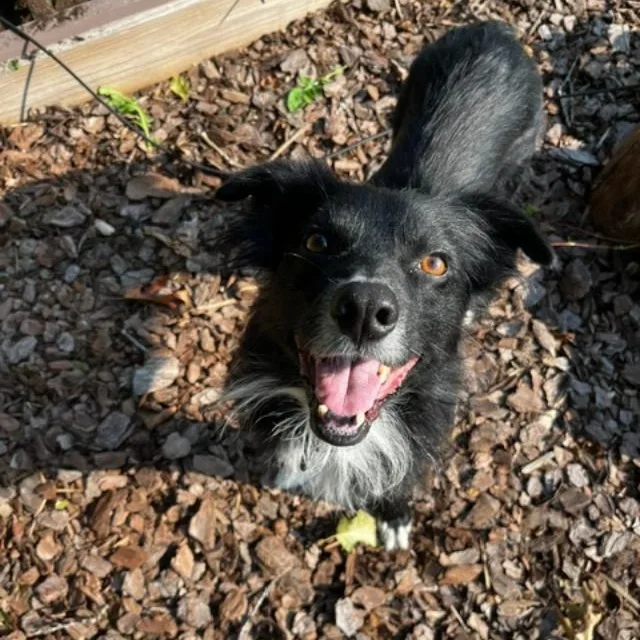 An adult medium-sized male Bicolor Australian Shepherd dog named Dobby for adoption in Alexandria, VA