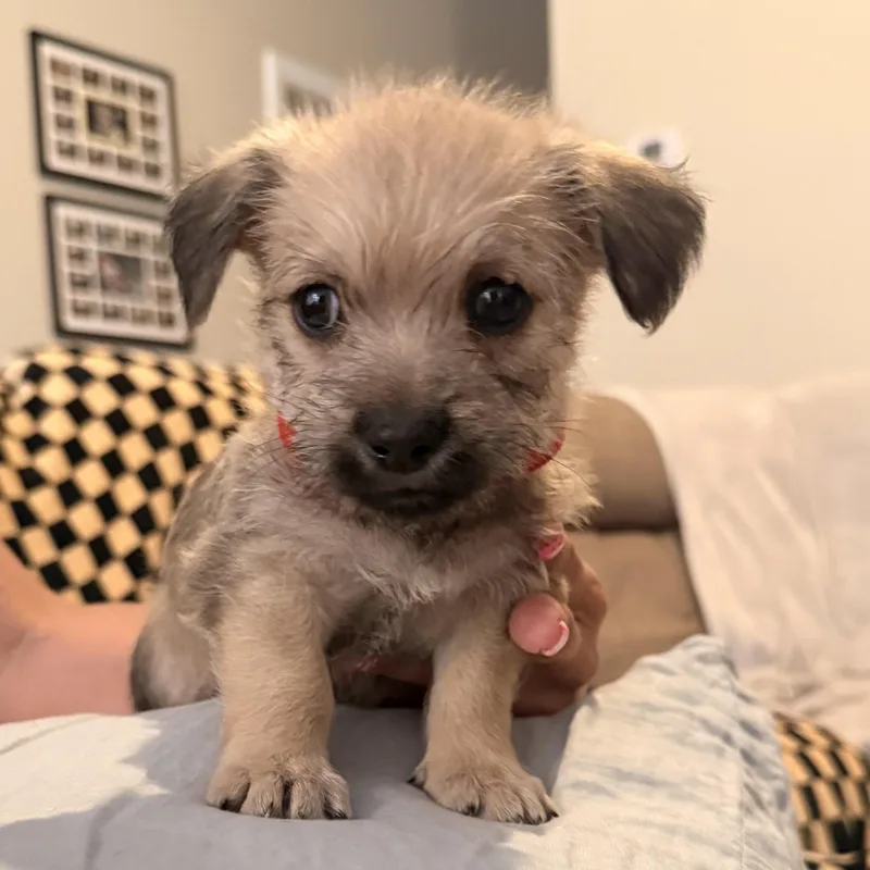 A baby small-sized male Apricot / Beige Border Terrier dog named Raúl for adoption in San Diego, CA