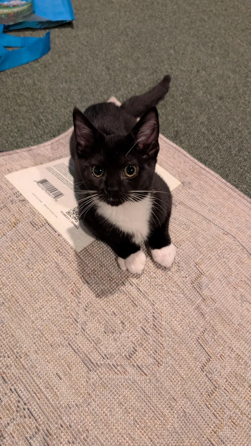 A baby small-sized female Domestic Short Hair cat named Con Panna for adoption in Richmond, VA