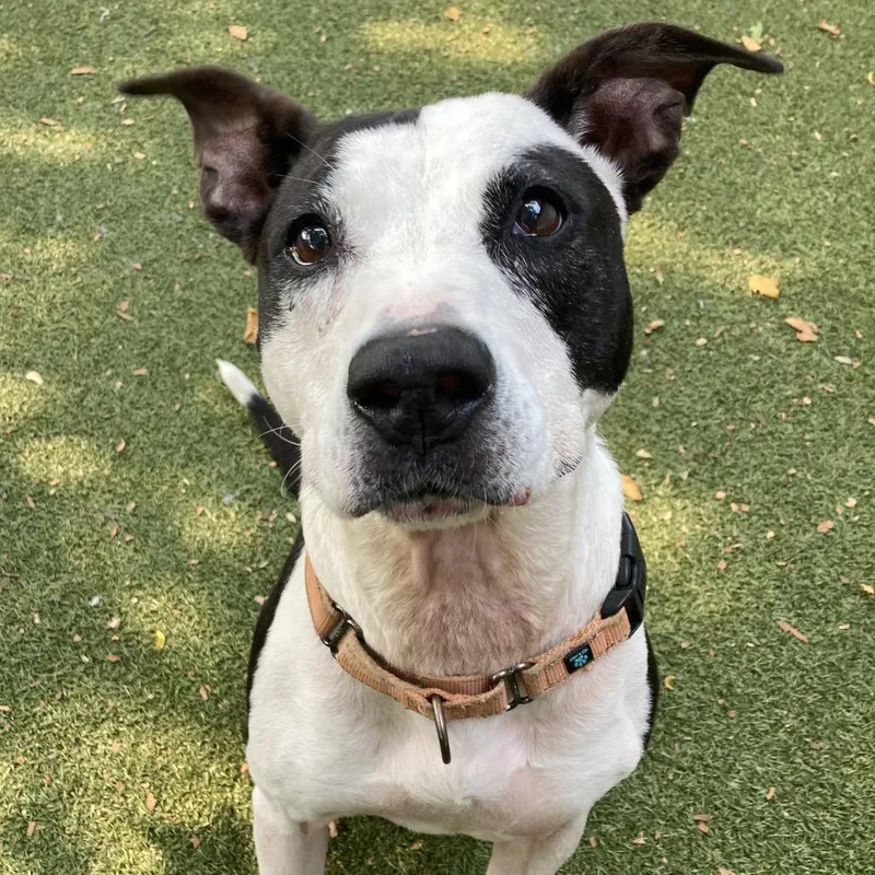 A senior medium-sized female White / Cream Mixed Breed dog named Rosie for adoption in Providence, RI