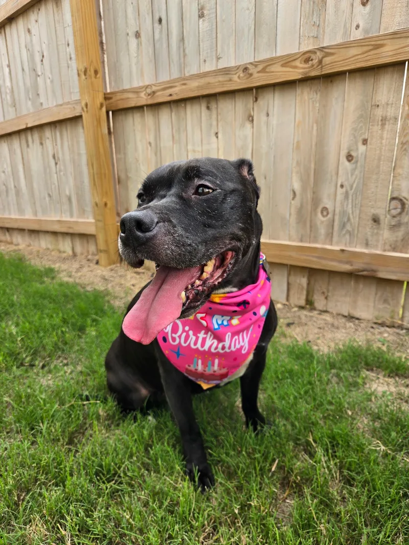 An adult medium-sized female Black Pit Bull Terrier dog named Shadow for adoption in San Antonio, TX