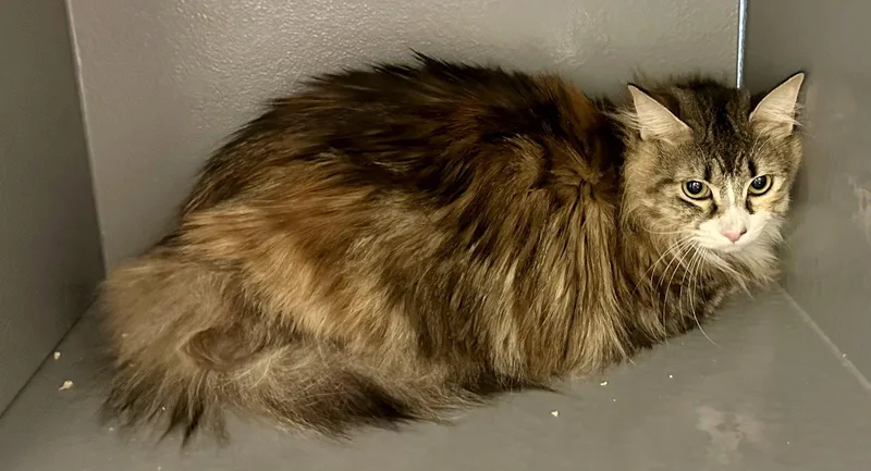 Obsidian thumbnail 2